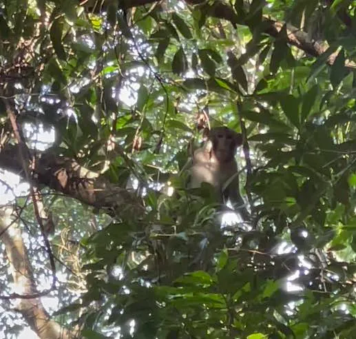 Tai Po Kau monkey